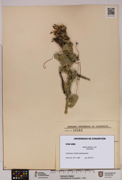 Mutisia latifolia [Espécimen: UDEC:CONC:0040262]