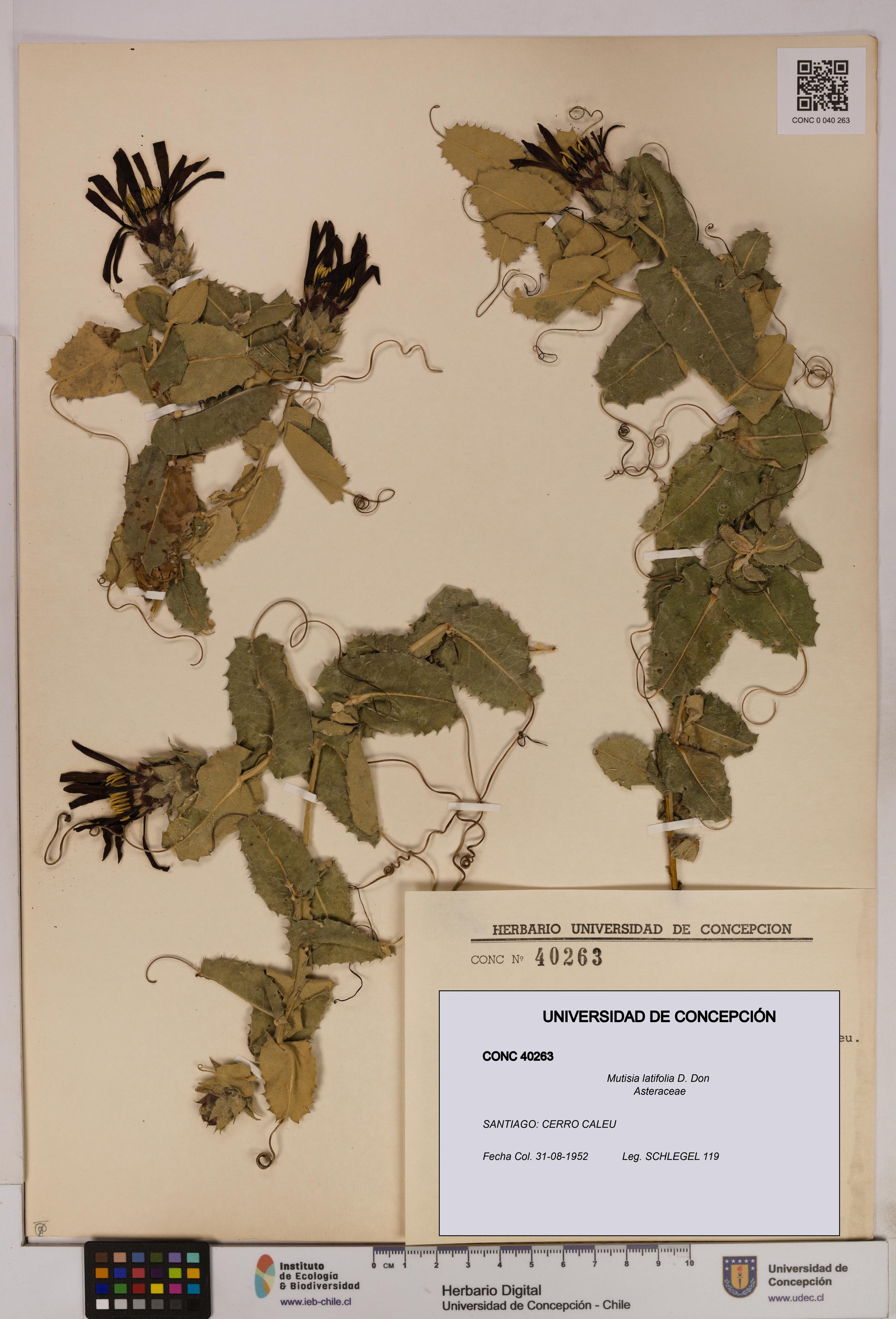 Mutisia latifolia [Espécimen: UDEC:CONC:0040263]