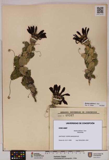 Mutisia latifolia [Espécimen: UDEC:CONC:0040267]