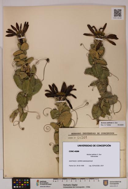 Mutisia latifolia [Espécimen: UDEC:CONC:0040268]