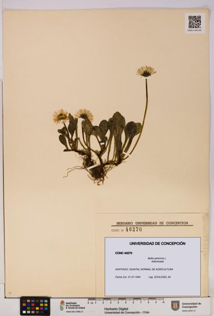Bellis perennis [Espécimen: ]