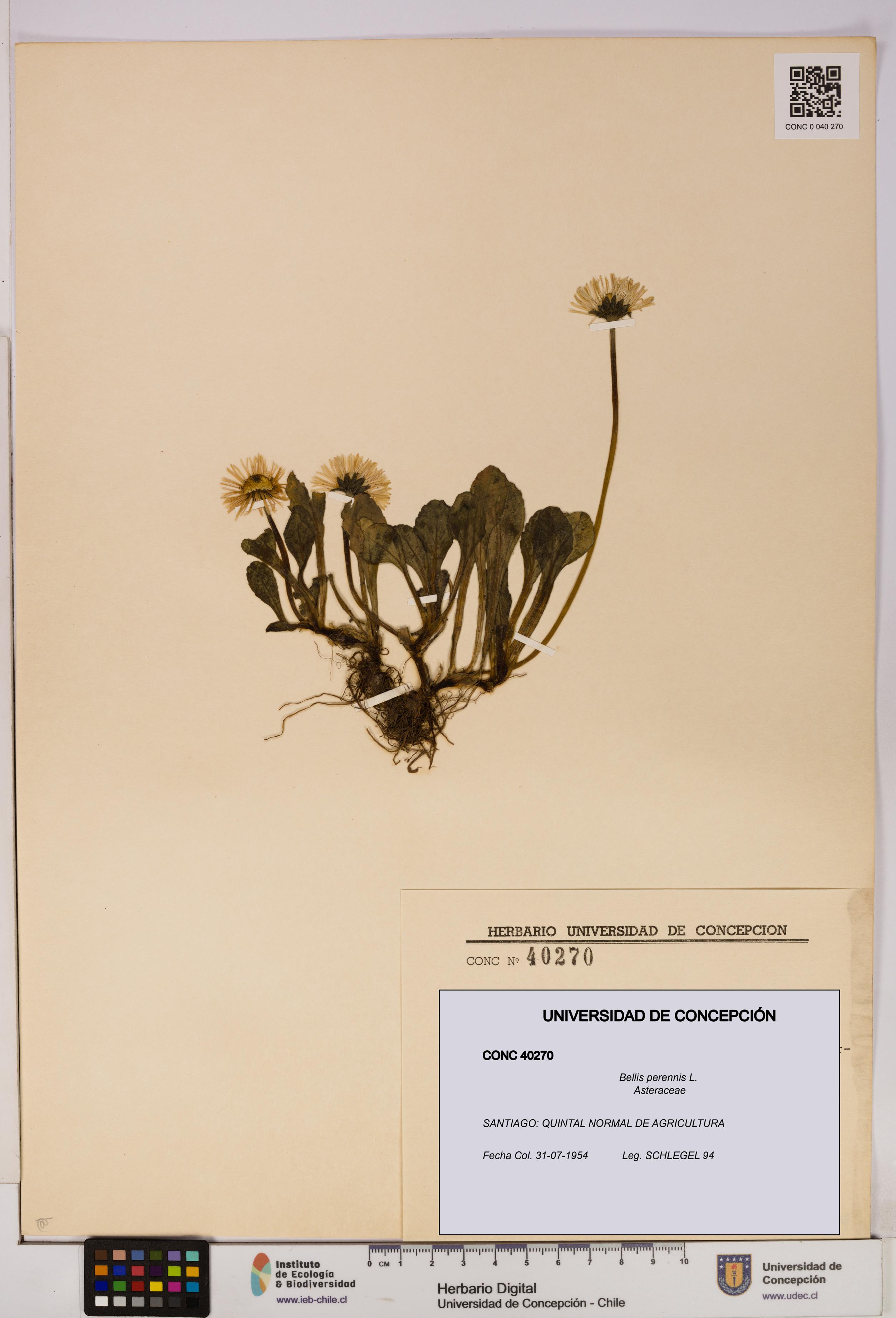 Bellis perennis [Espécimen: ]