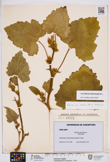Xanthium strumarium [Espécimen: ]