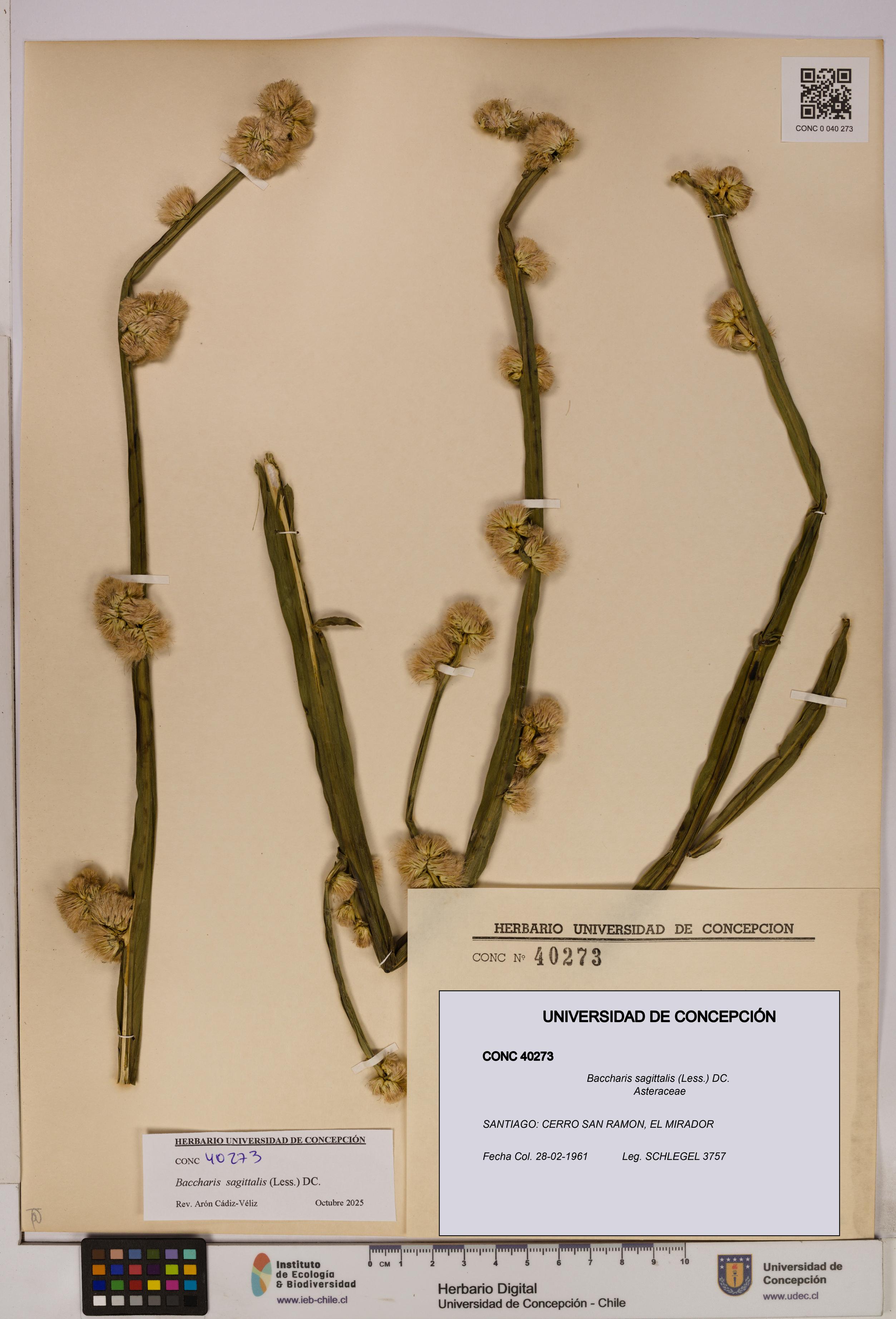 Baccharis sagittalis [Espécimen: UDEC:CONC:0040273]