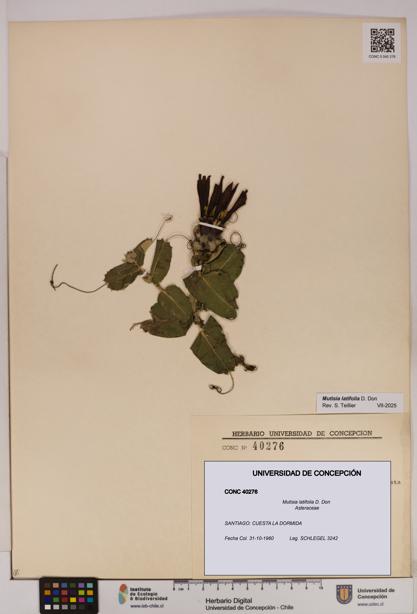 Mutisia latifolia [Espécimen: UDEC:CONC:0040276]