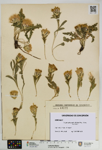 Perezia carthamoides [Espécimen: UDEC:CONC:0040277]