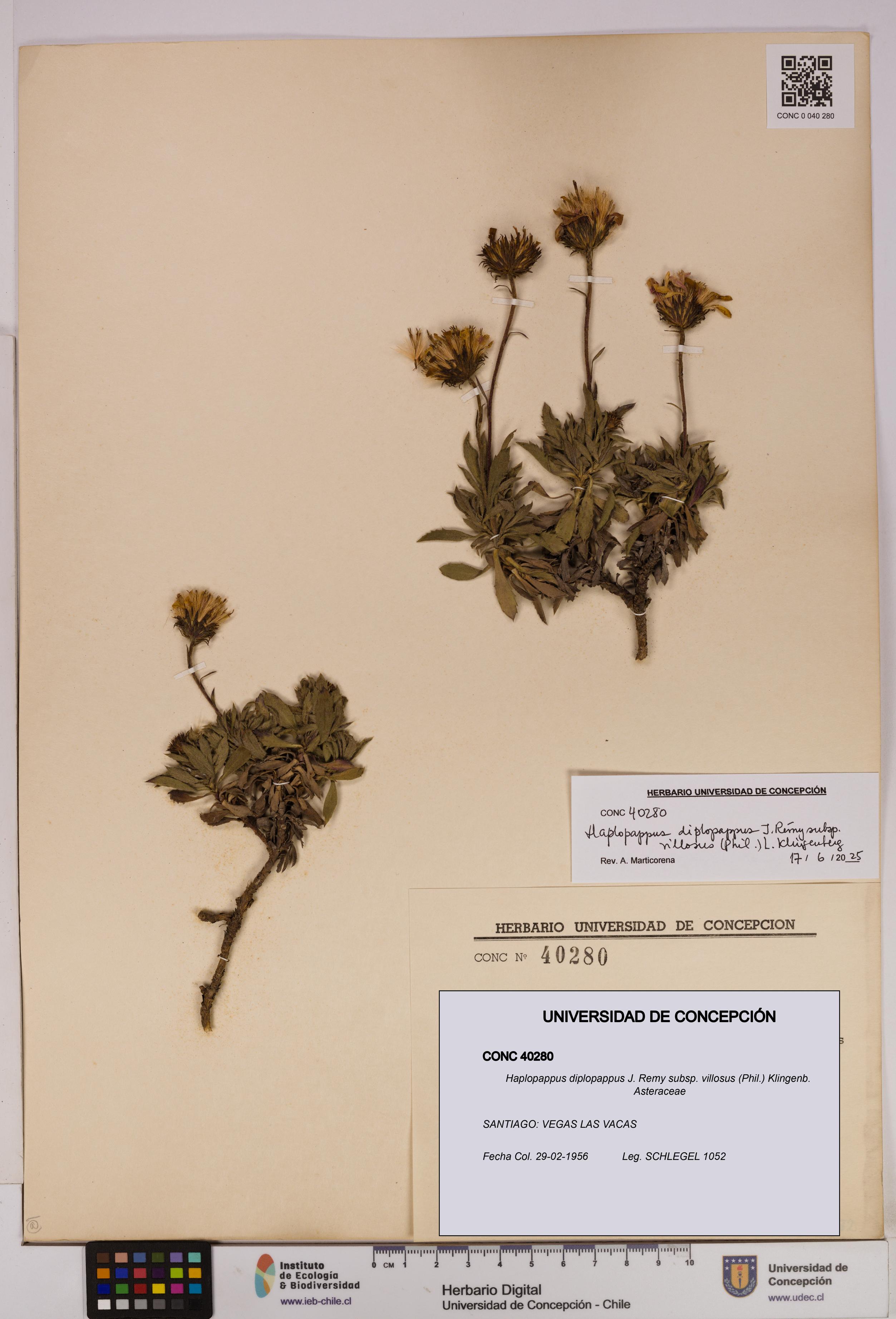 Haplopappus diplopappus subsp. villosus [Espécimen: UDEC:CONC:0040280]
