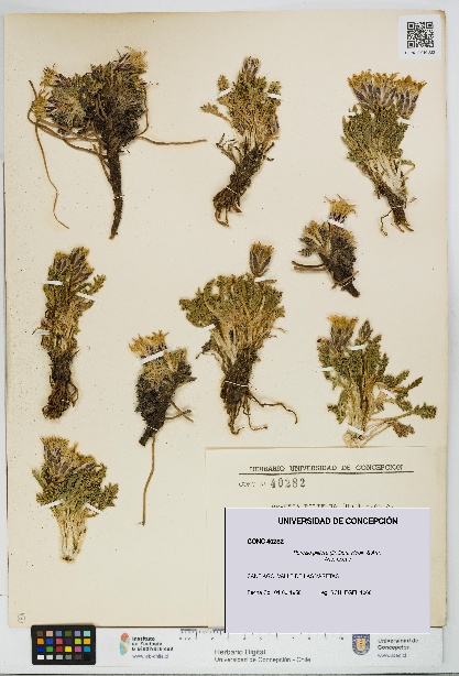 Perezia pilifera [Espécimen: UDEC:CONC:0040282]