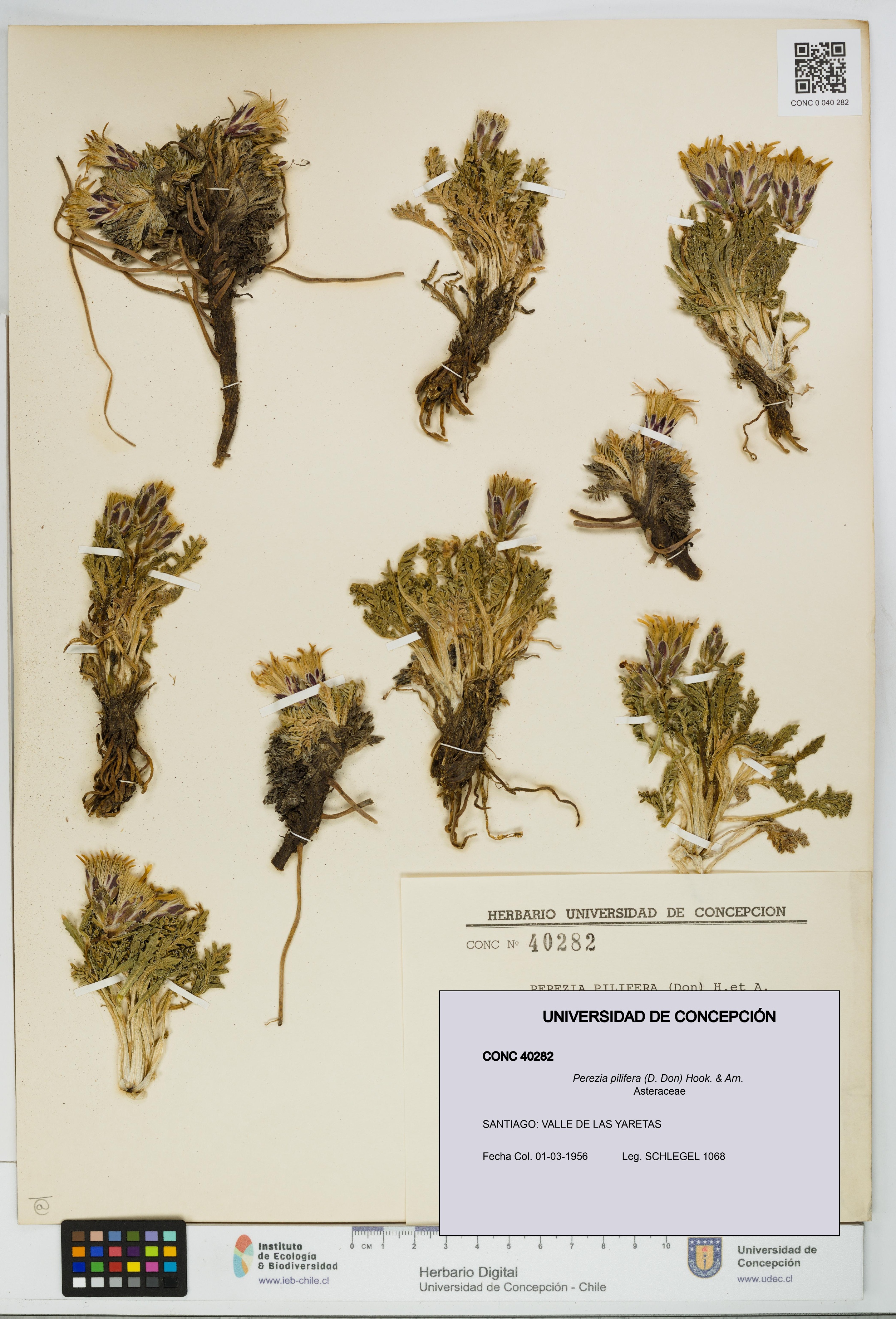 Perezia pilifera [Espécimen: UDEC:CONC:0040282]
