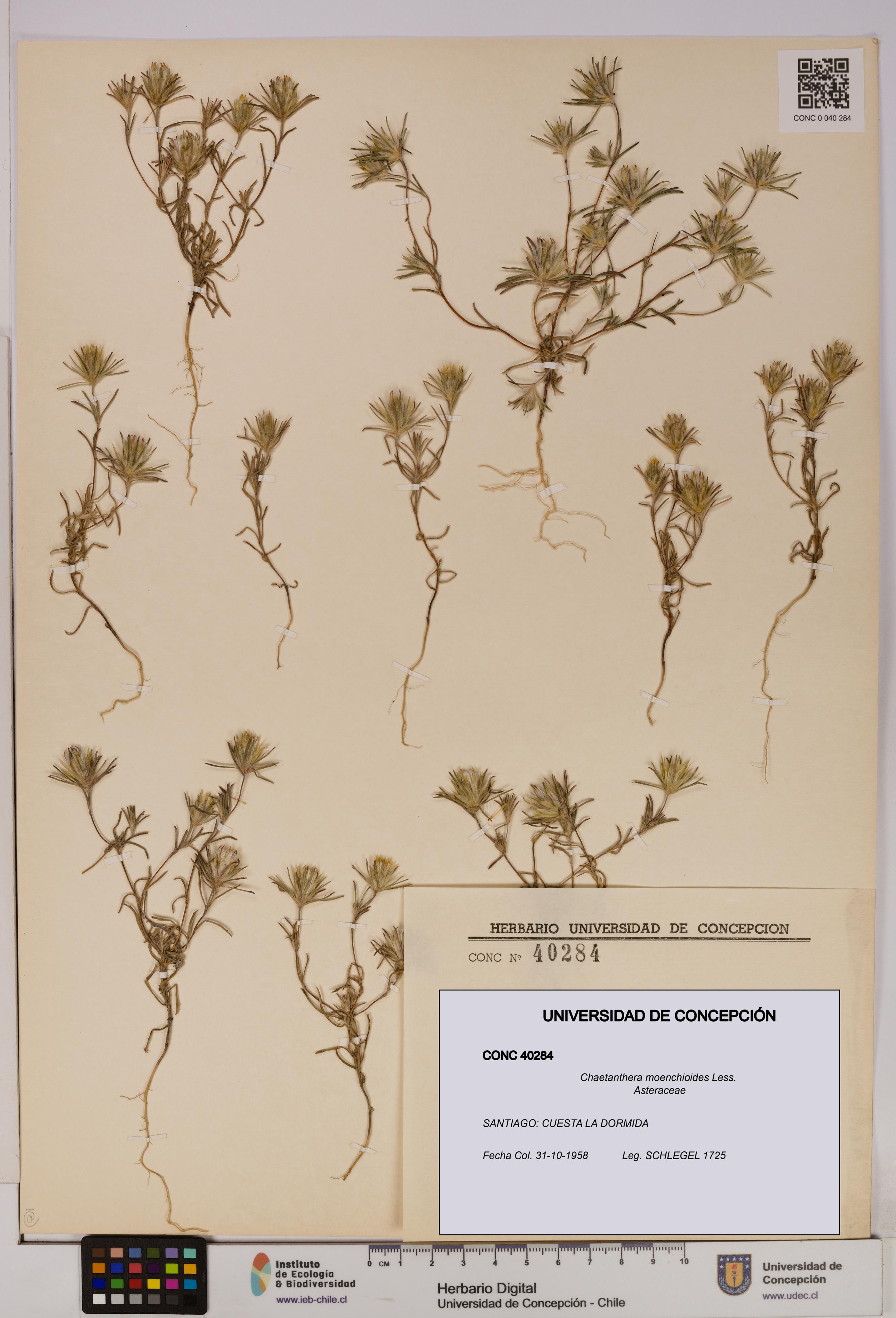 Chaetanthera moenchioides [Espécimen: UDEC:CONC:0040284]