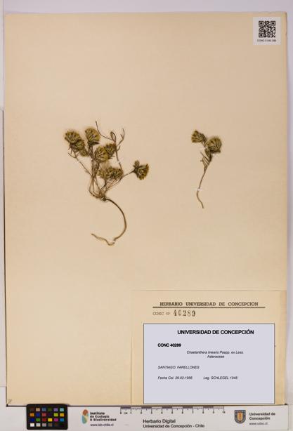 Chaetanthera linearis [Espécimen: UDEC:CONC:0040289]