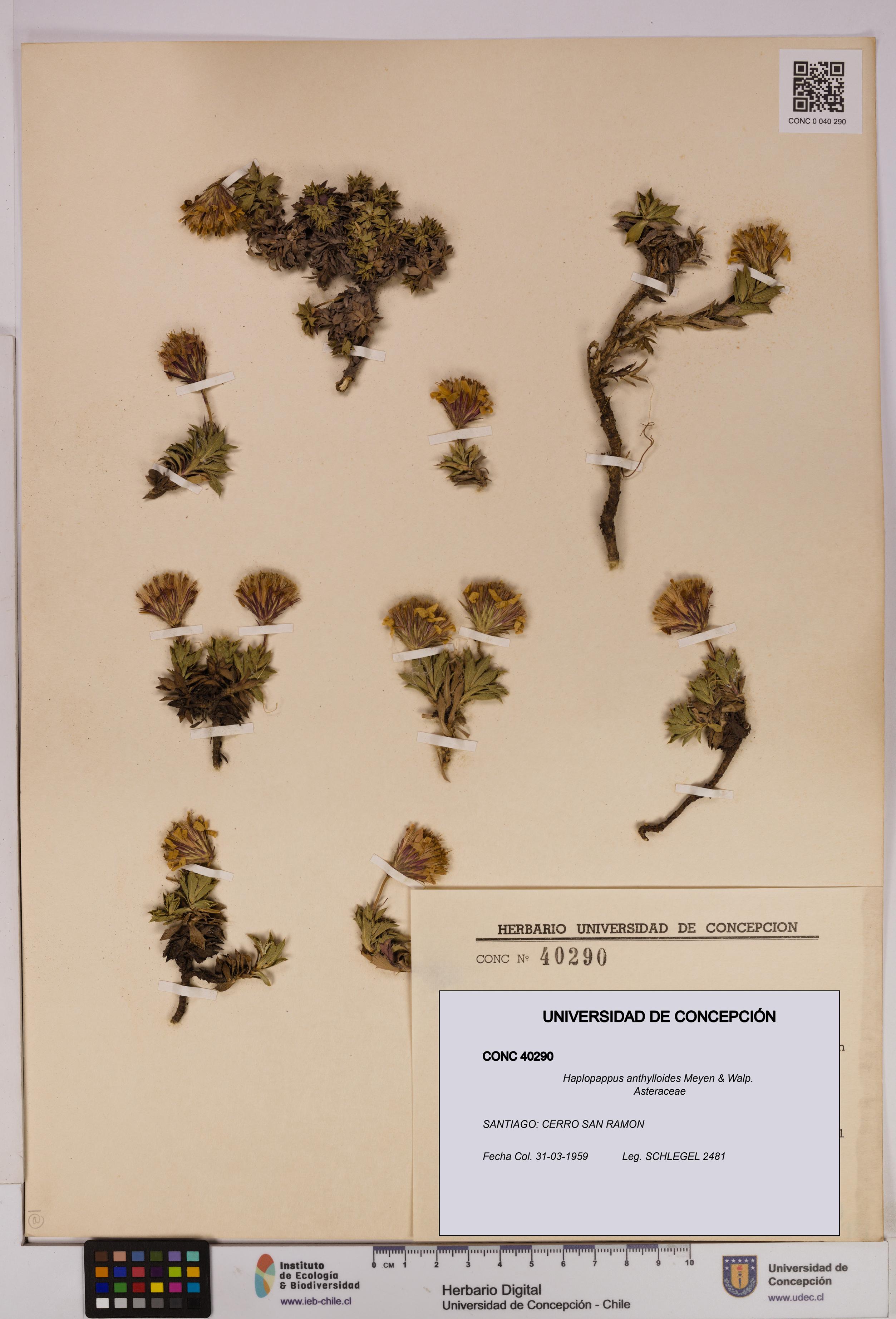 Haplopappus anthylloides [Espécimen: UDEC:CONC:0040290]