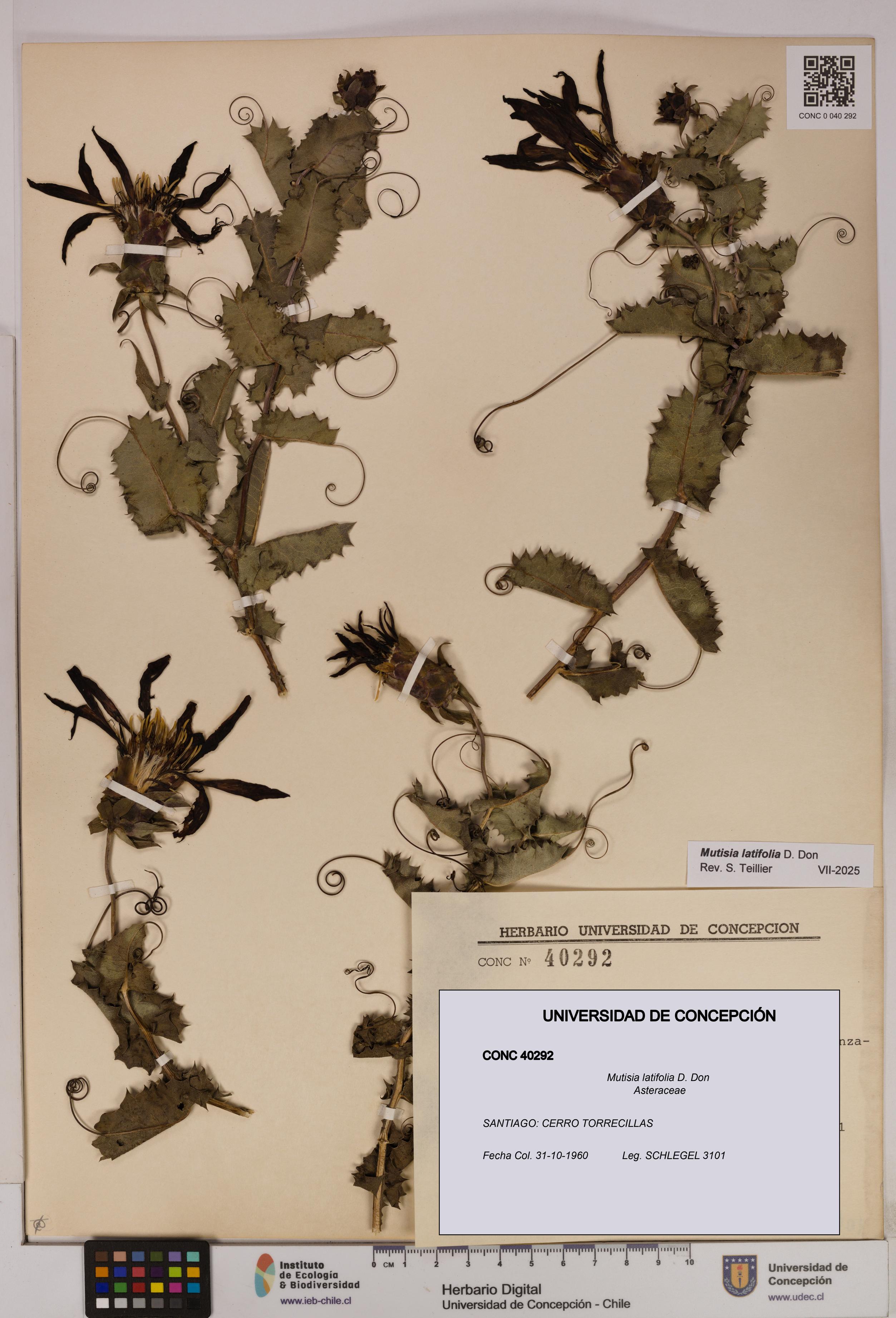 Mutisia latifolia [Espécimen: UDEC:CONC:0040292]