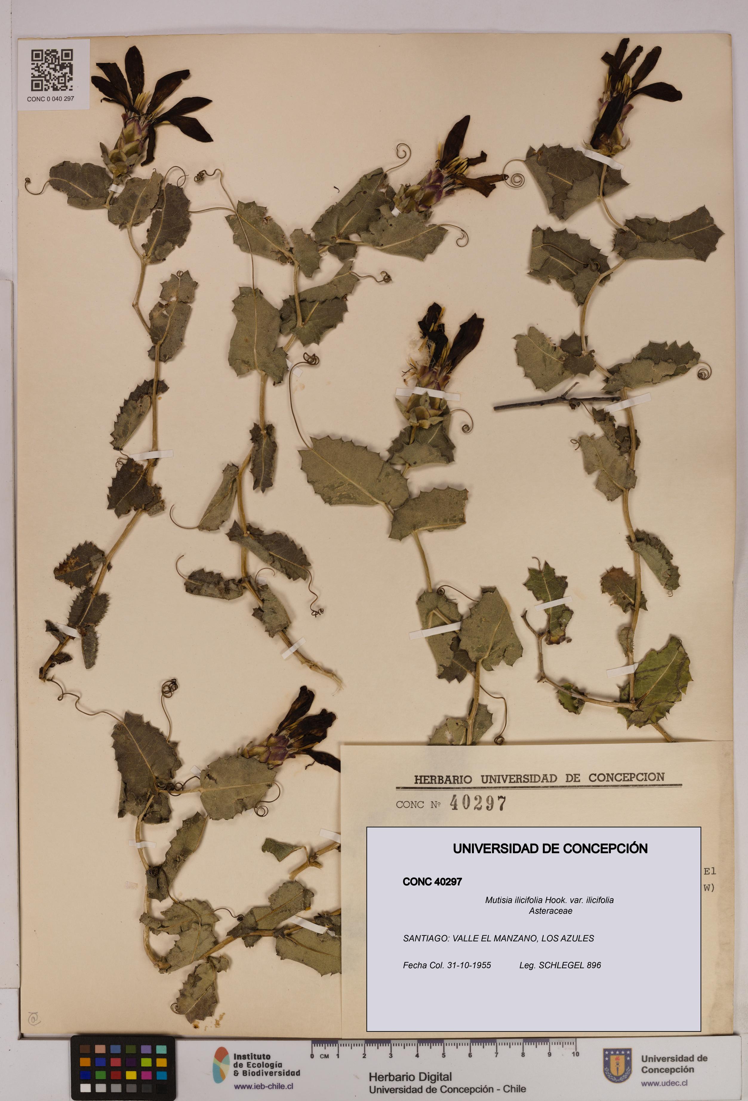 Mutisia ilicifolia [Espécimen: UDEC:CONC:0040297]