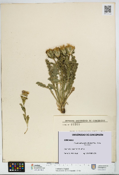 Perezia carthamoides [Espécimen: UDEC:CONC:0040300]