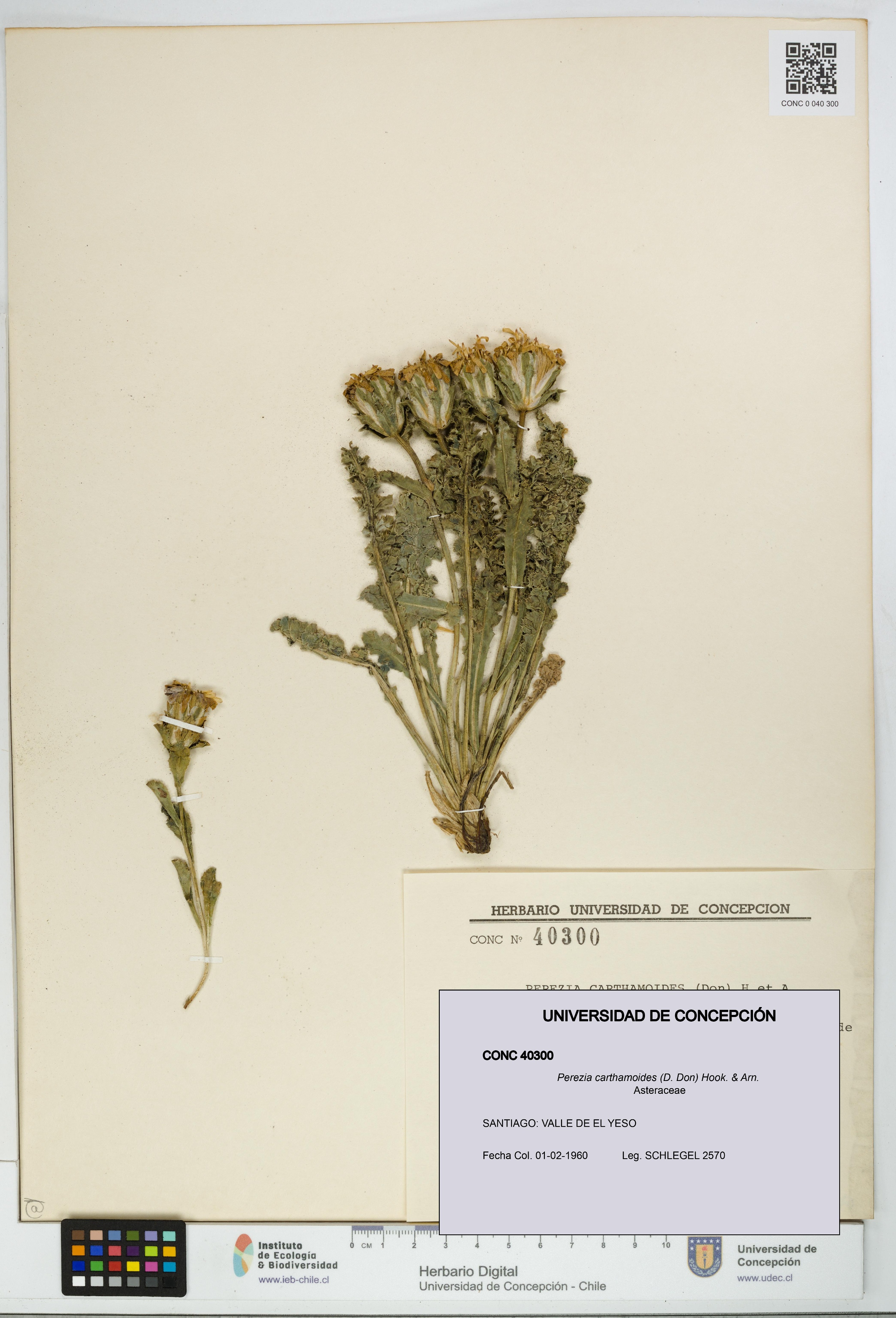 Perezia carthamoides [Espécimen: UDEC:CONC:0040300]