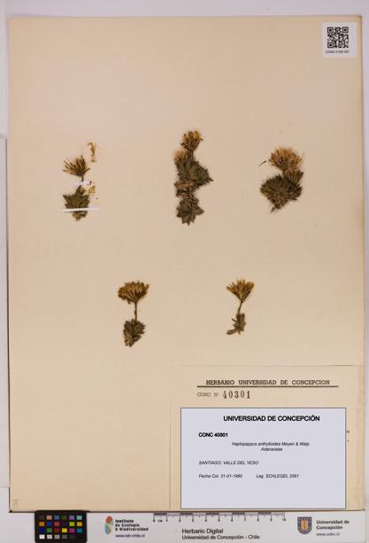 Haplopappus anthylloides [Espécimen: UDEC:CONC:0040301]