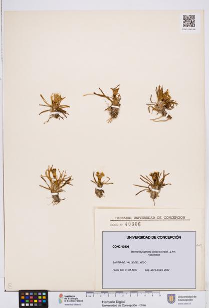 Werneria pygmaea [Espécimen: ]