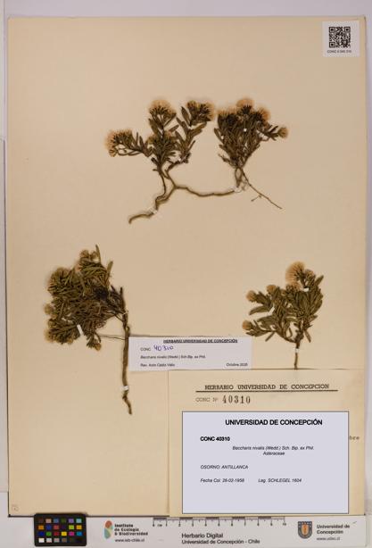 Baccharis nivalis [Espécimen: UDEC:CONC:0040310]