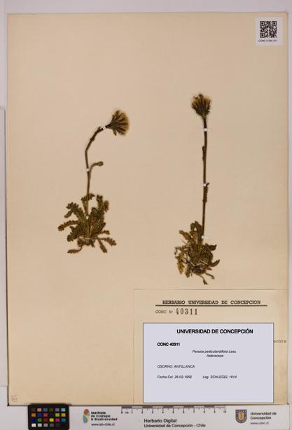 Perezia pedicularidifolia [Espécimen: UDEC:CONC:0040311]