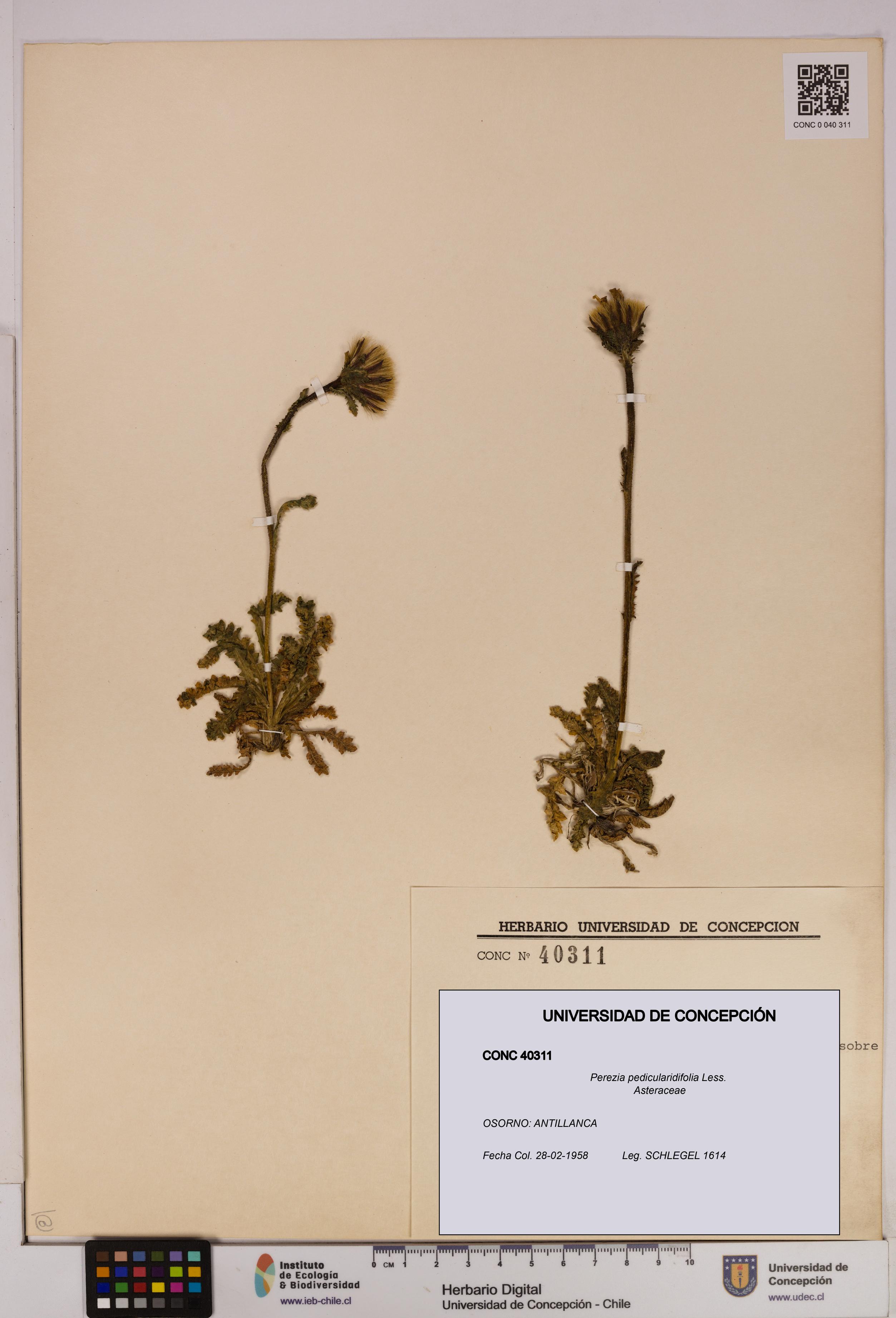 Perezia pedicularidifolia [Espécimen: UDEC:CONC:0040311]