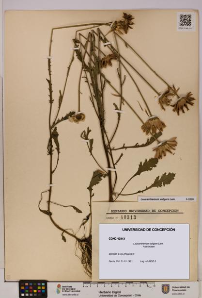 Leucanthemum vulgare [Espécimen: UDEC:CONC:0040313]