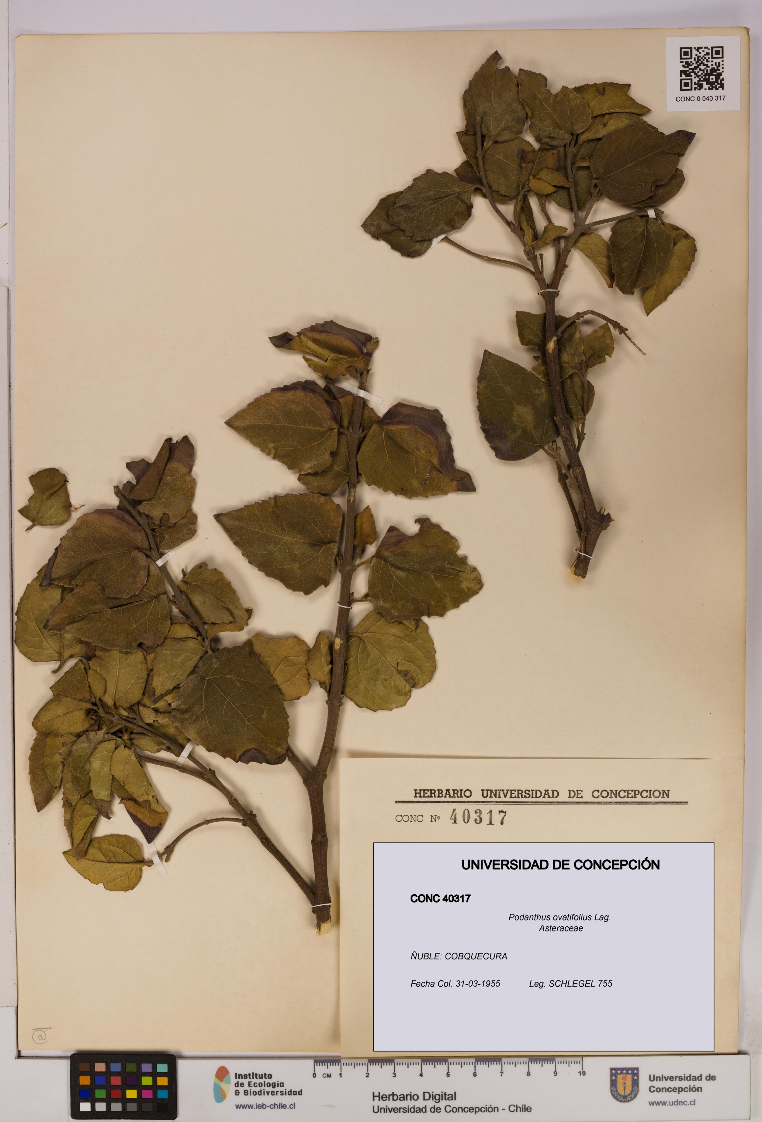 Podanthus ovatifolius [Espécimen: ]