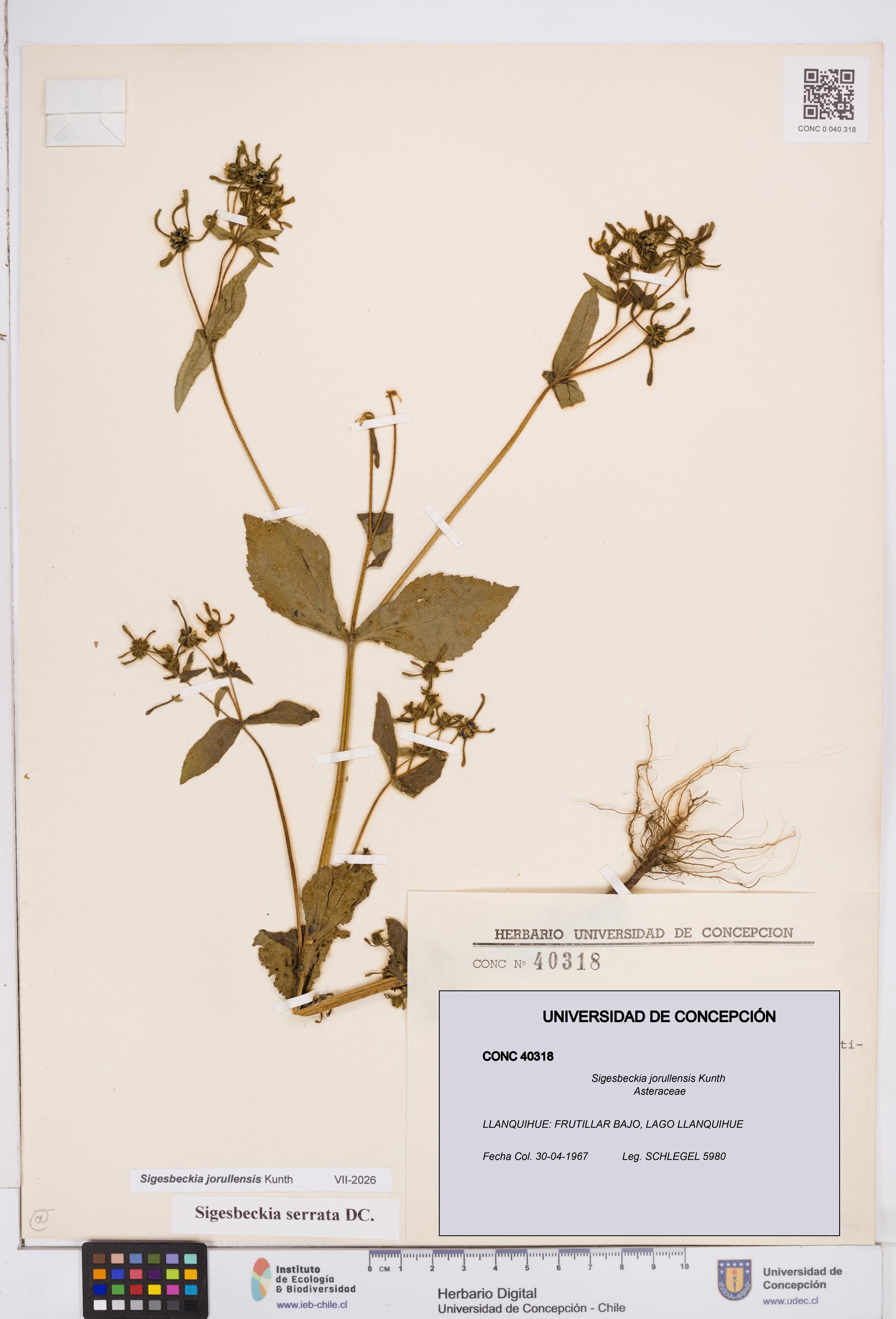 Sigesbeckia jorullensis [Espécimen: ]