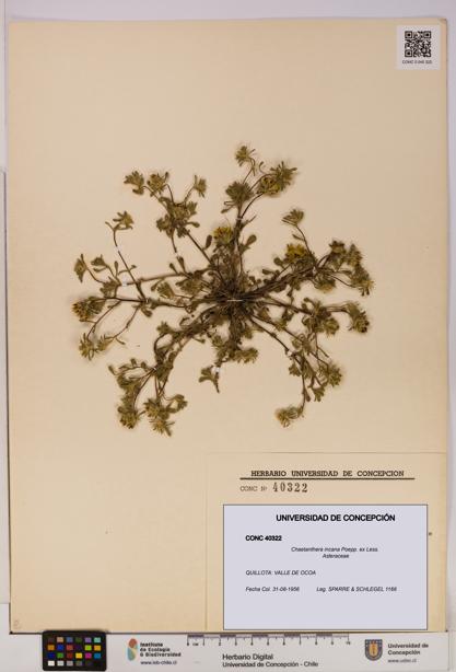 Chaetanthera incana [Espécimen: UDEC:CONC:0040322]