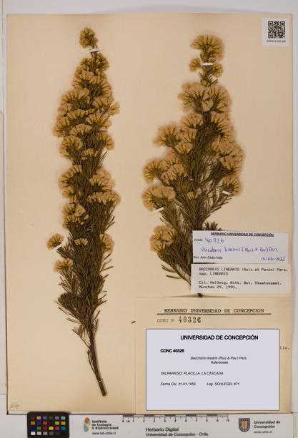 Baccharis linearis [Espécimen: UDEC:CONC:0040326]