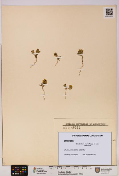 Chaetanthera incana [Espécimen: UDEC:CONC:0040332]