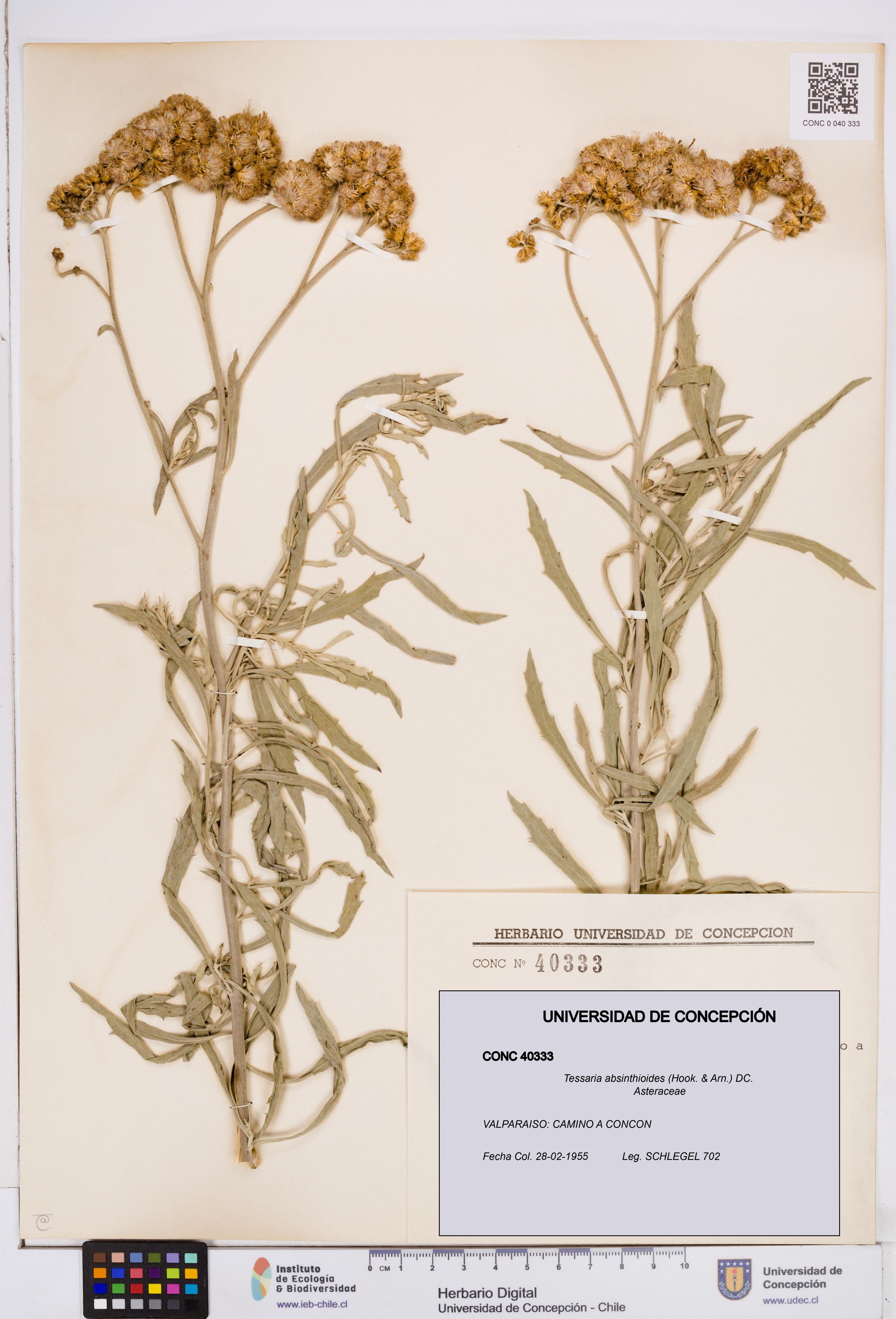 Tessaria absinthioides [Espécimen: ]