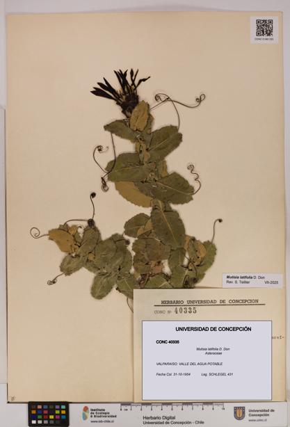 Mutisia latifolia [Espécimen: UDEC:CONC:0040335]