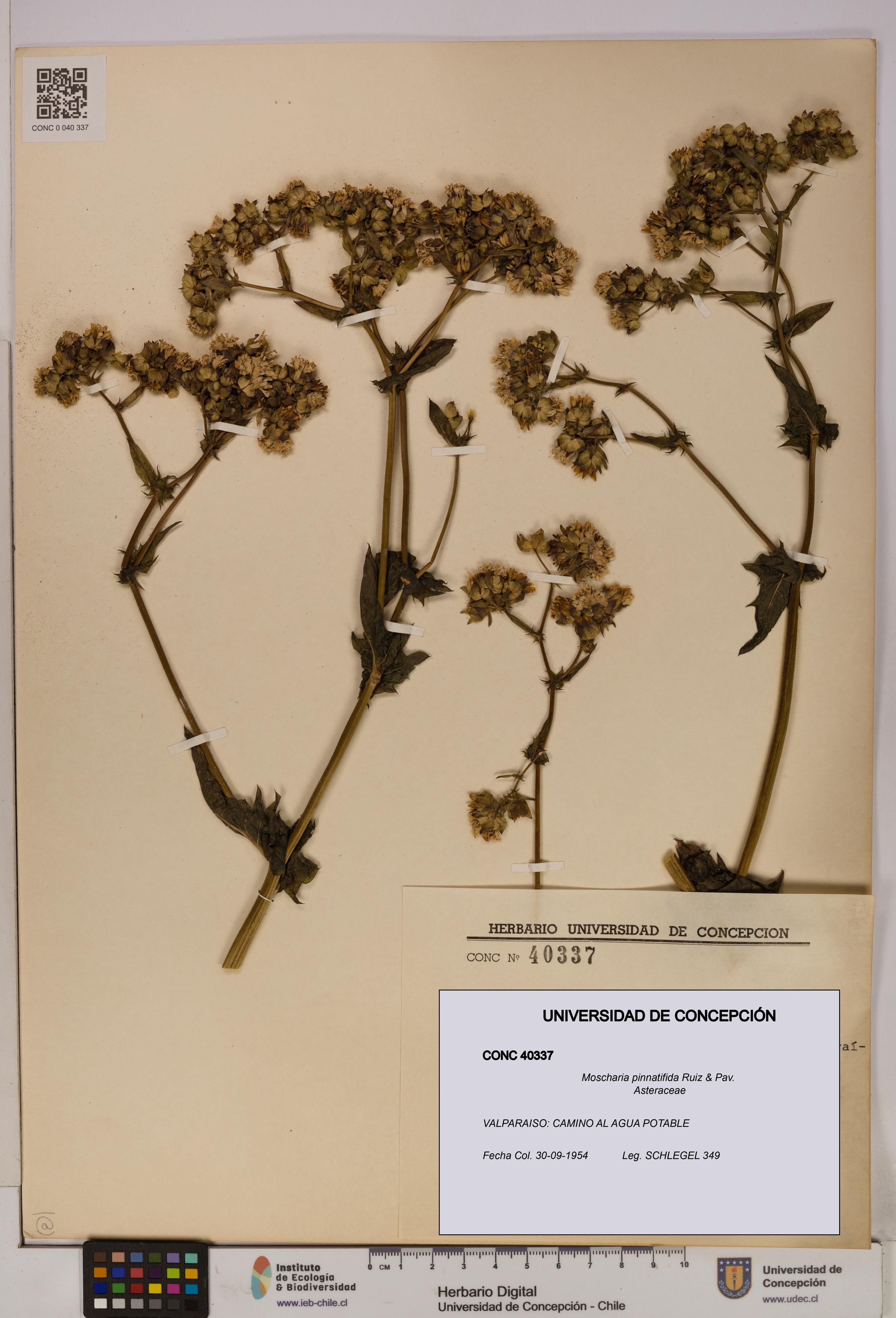 Moscharia pinnatifida [Espécimen: UDEC:CONC:0040337]