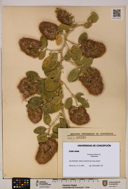 Proustia pyrifolia [Espécimen: UDEC:CONC:0040338]