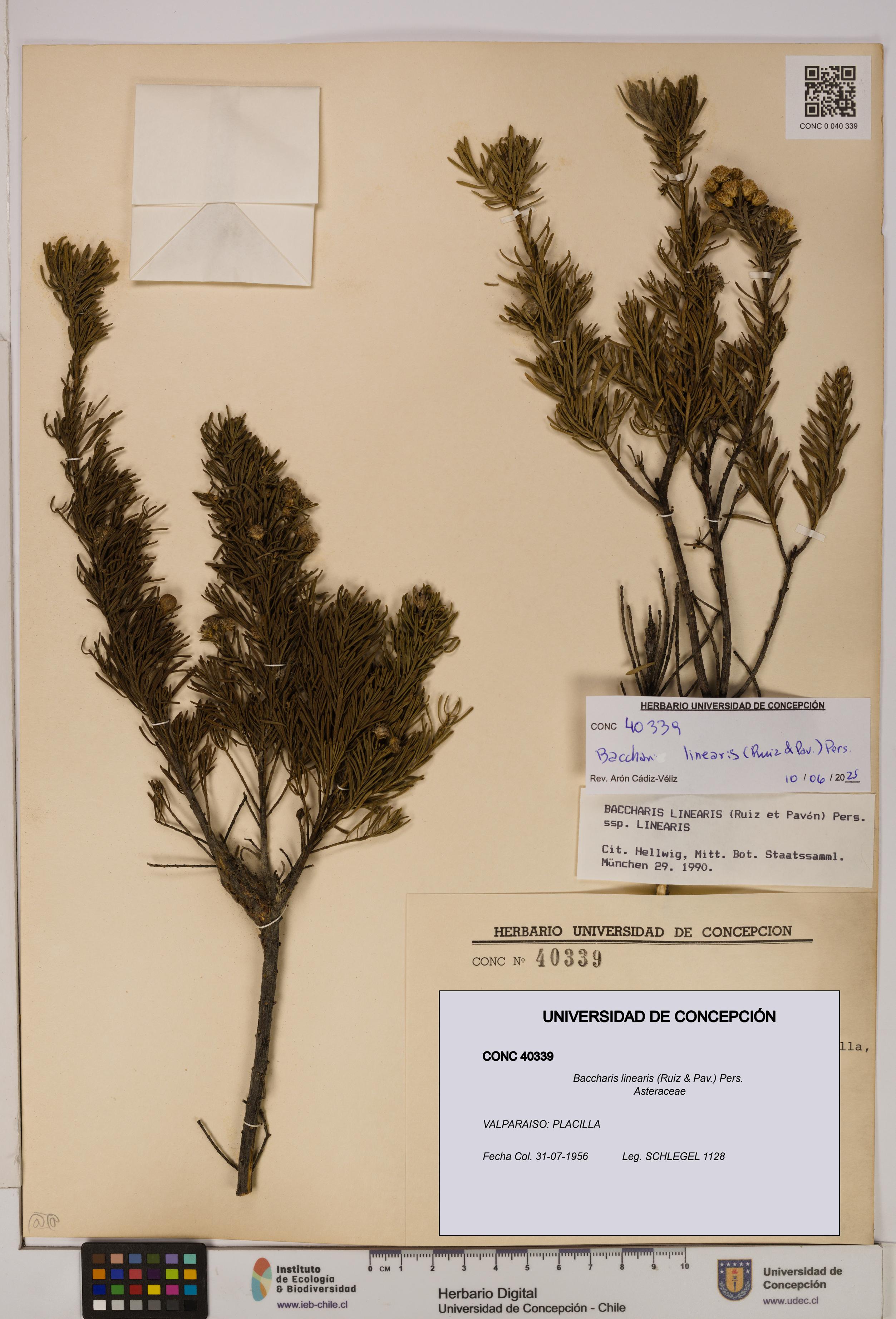 Baccharis linearis [Espécimen: UDEC:CONC:0040339]