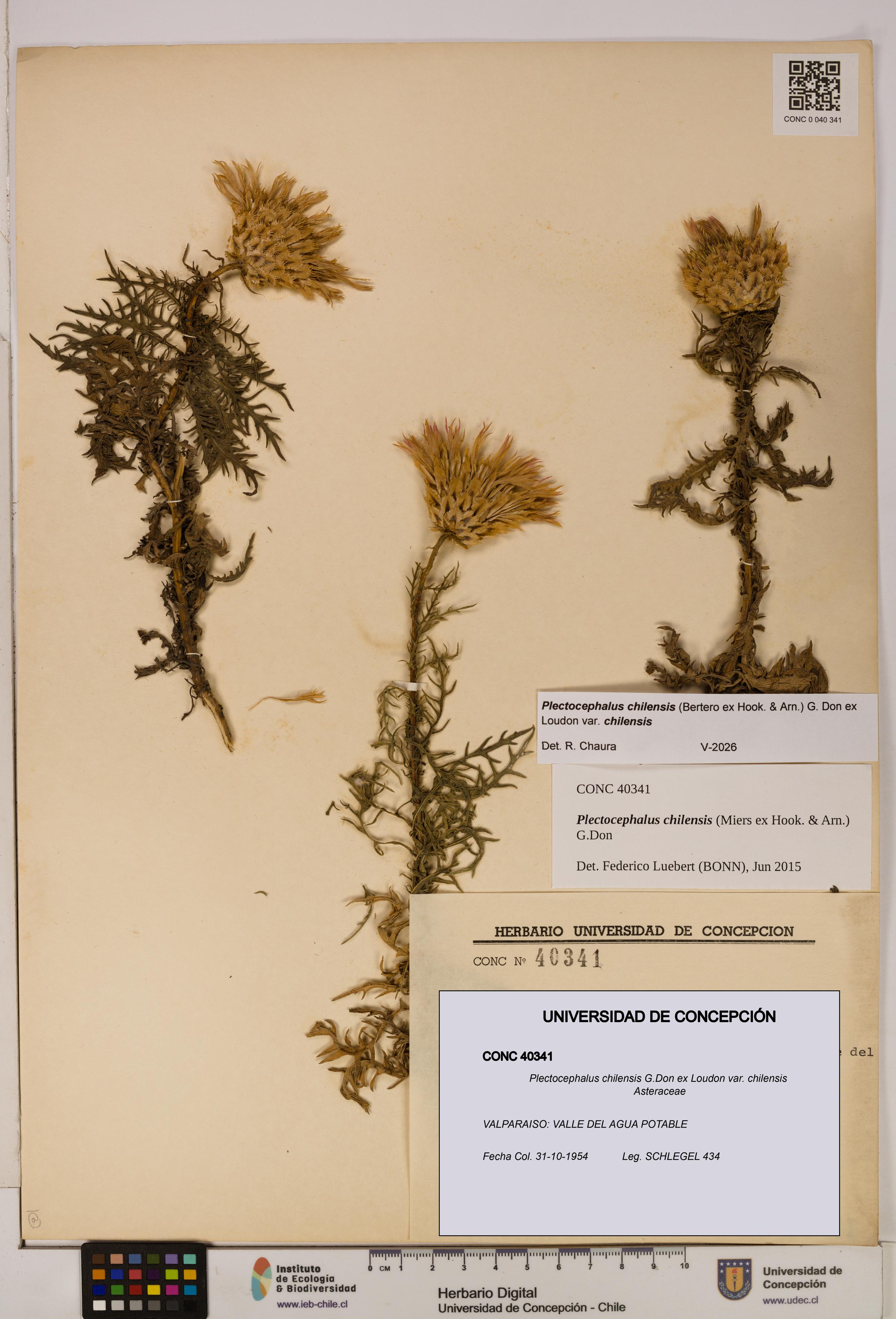 Plectocephalus chilensis [Espécimen: ]
