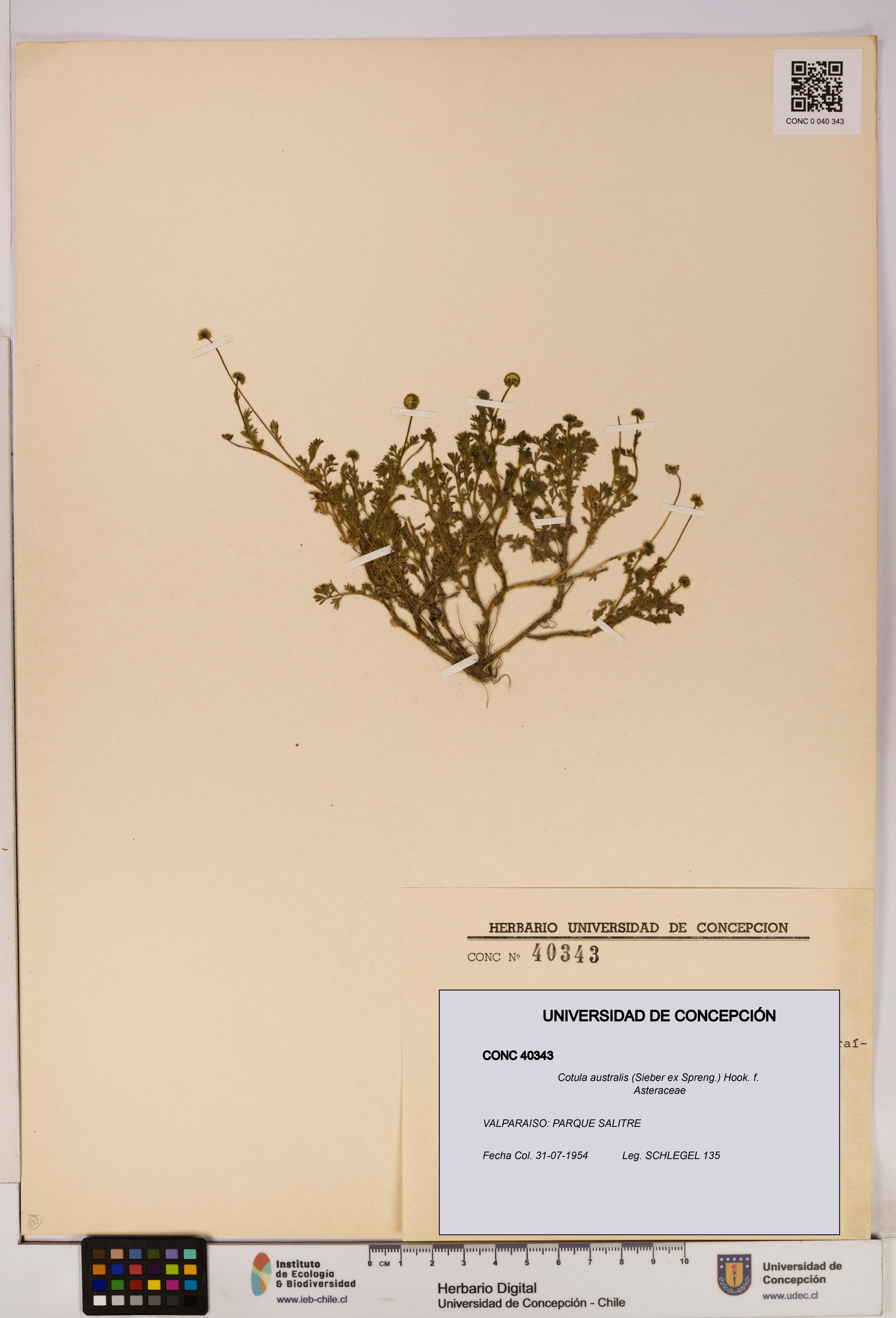 Cotula australis [Espécimen: UDEC:CONC:0040343]