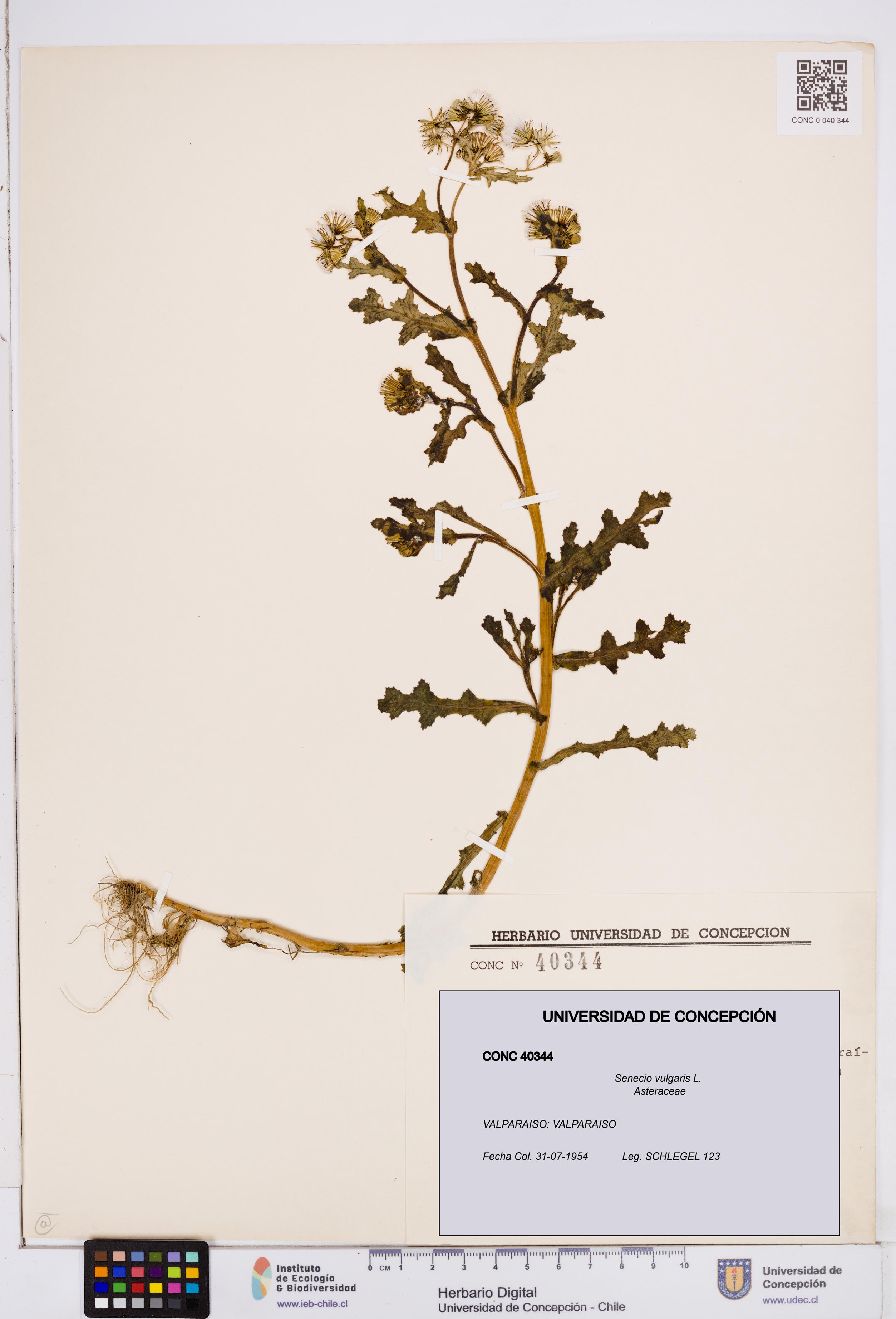 Senecio vulgaris [Espécimen: ]