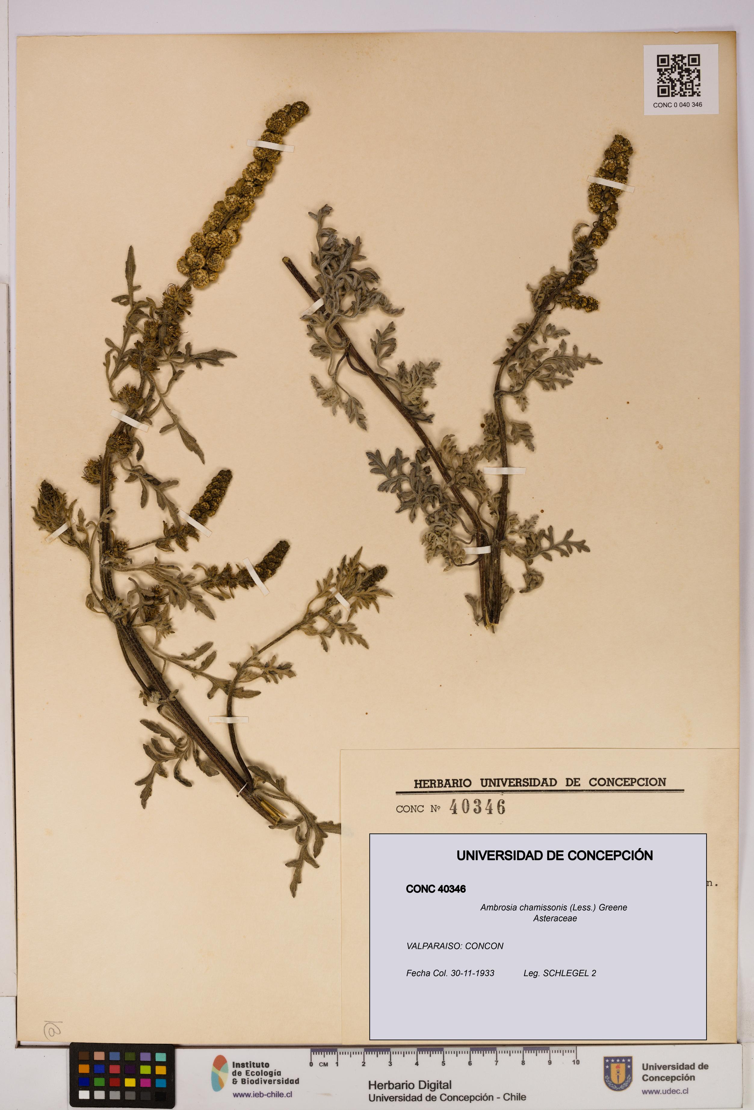 Ambrosia chamissonis [Espécimen: UDEC:CONC:0040346]