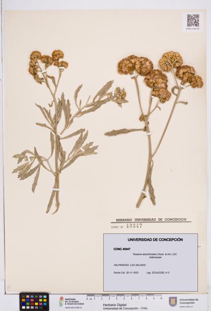 Tessaria absinthioides [Espécimen: ]