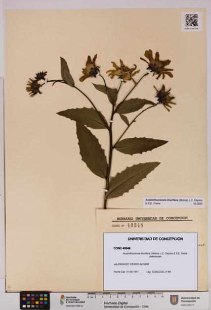 Austroflourensia thurifera [Espécimen: UDEC:CONC:0040348]