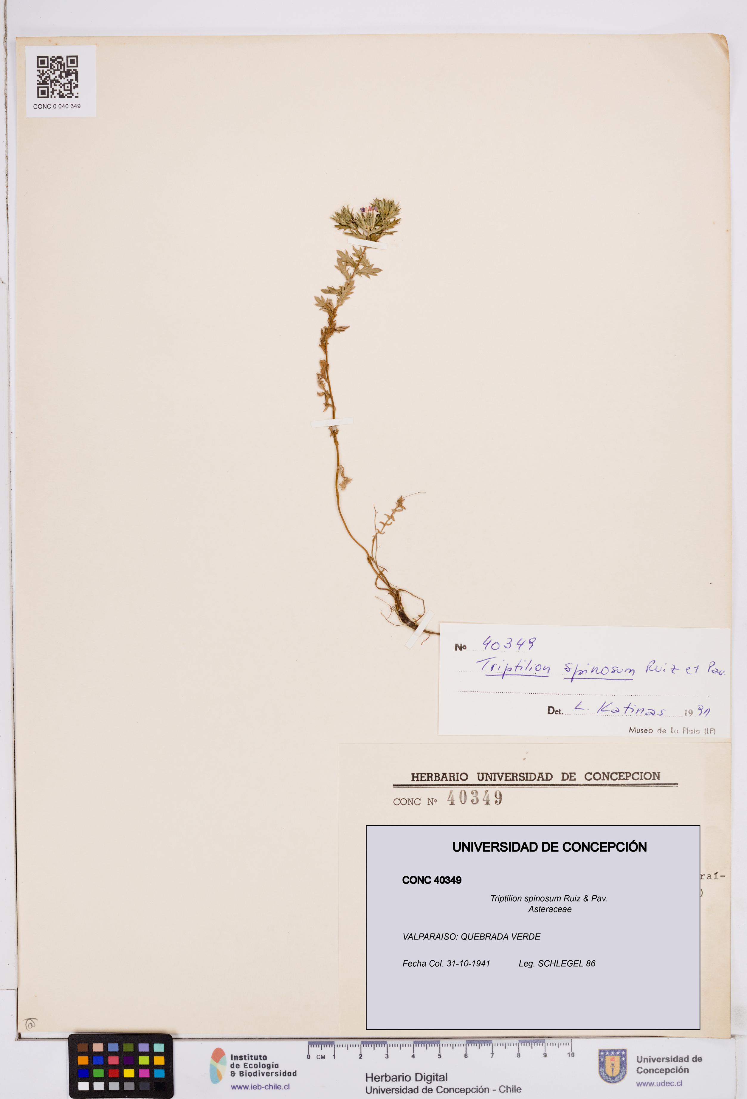 Triptilion spinosum [Espécimen: ]