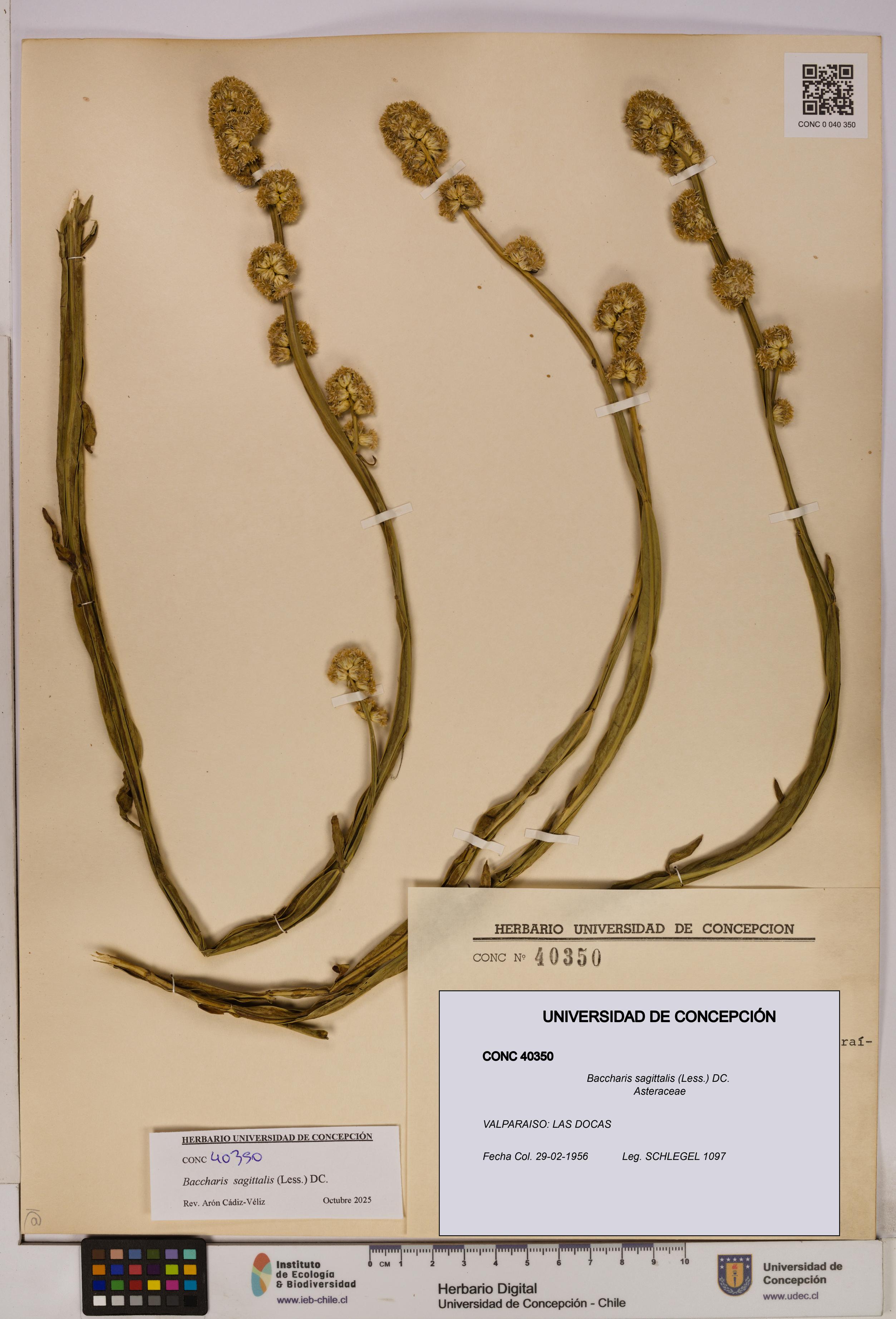 Baccharis sagittalis [Espécimen: UDEC:CONC:0040350]