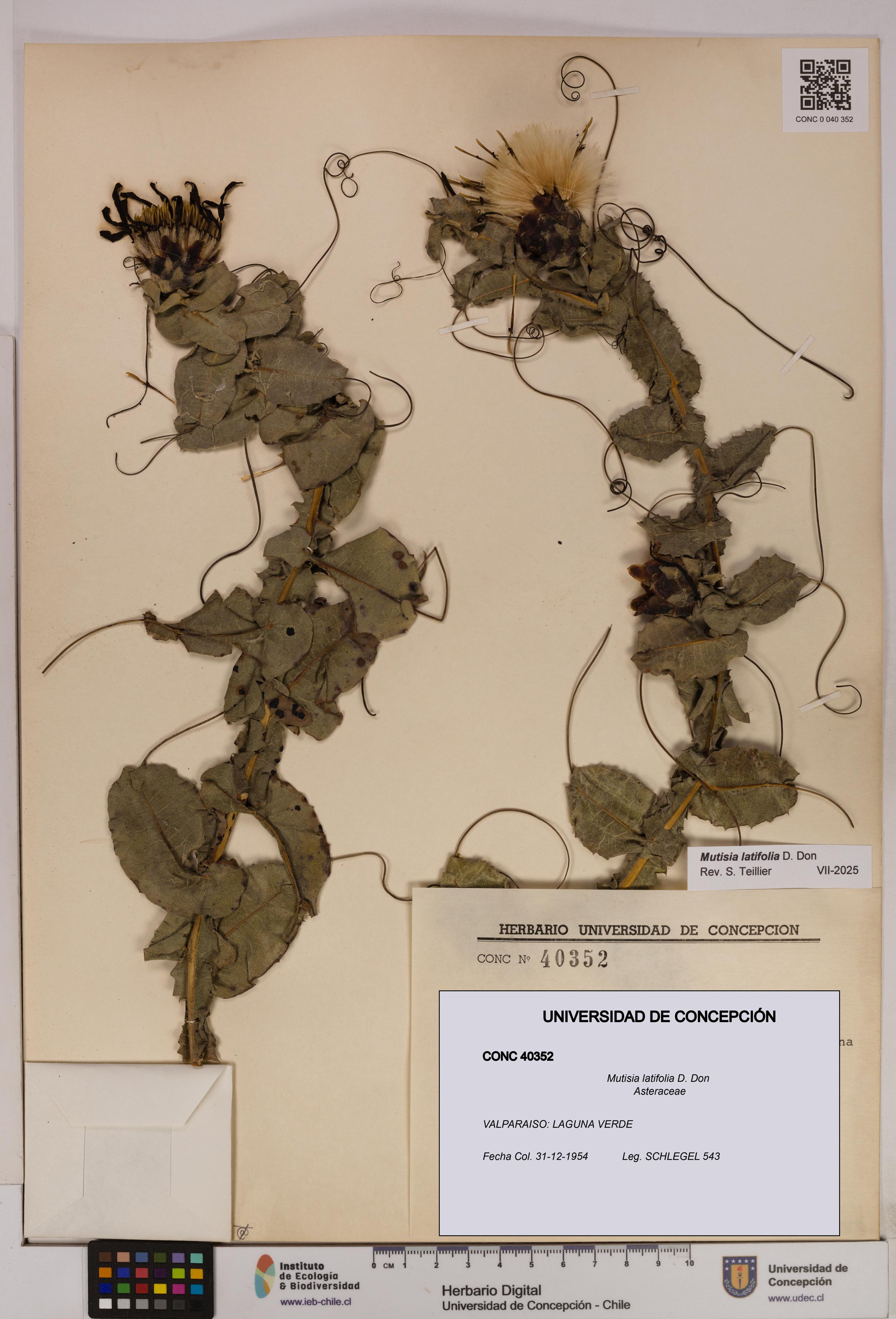 Mutisia latifolia [Espécimen: UDEC:CONC:0040352]