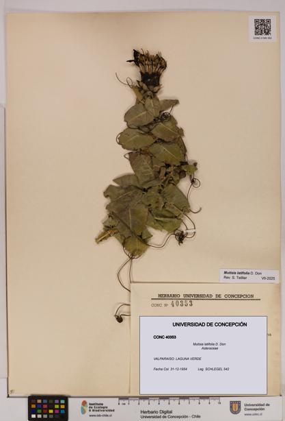 Mutisia latifolia [Espécimen: UDEC:CONC:0040353]