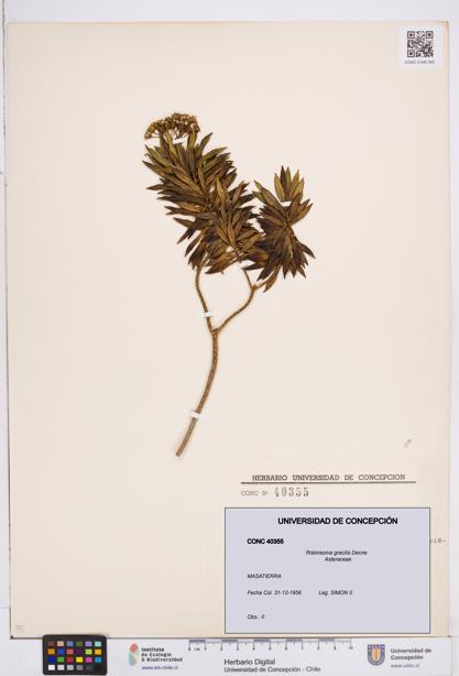 Robinsonia gracilis [Espécimen: ]