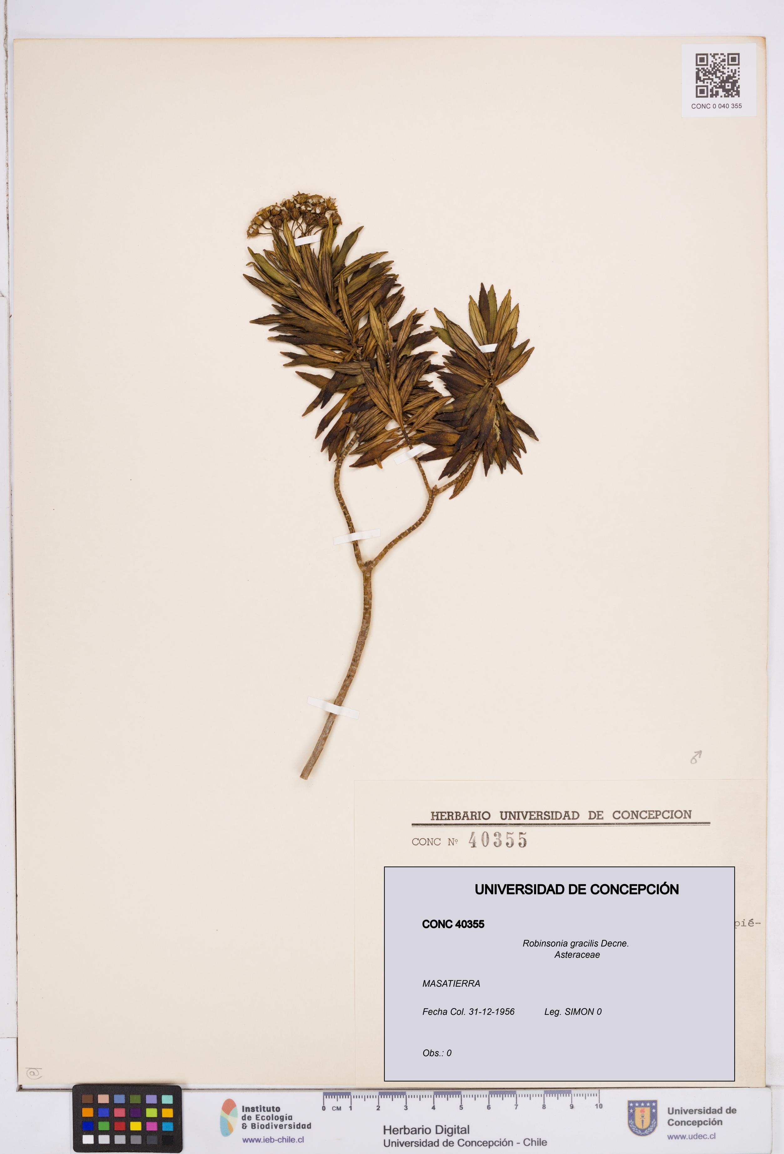 Robinsonia gracilis [Espécimen: ]