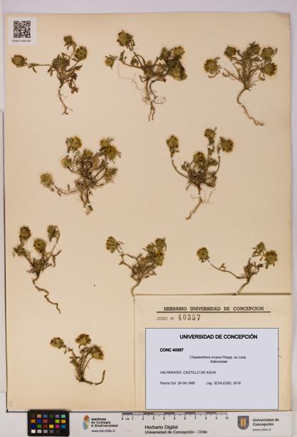 Chaetanthera incana [Espécimen: UDEC:CONC:0040357]