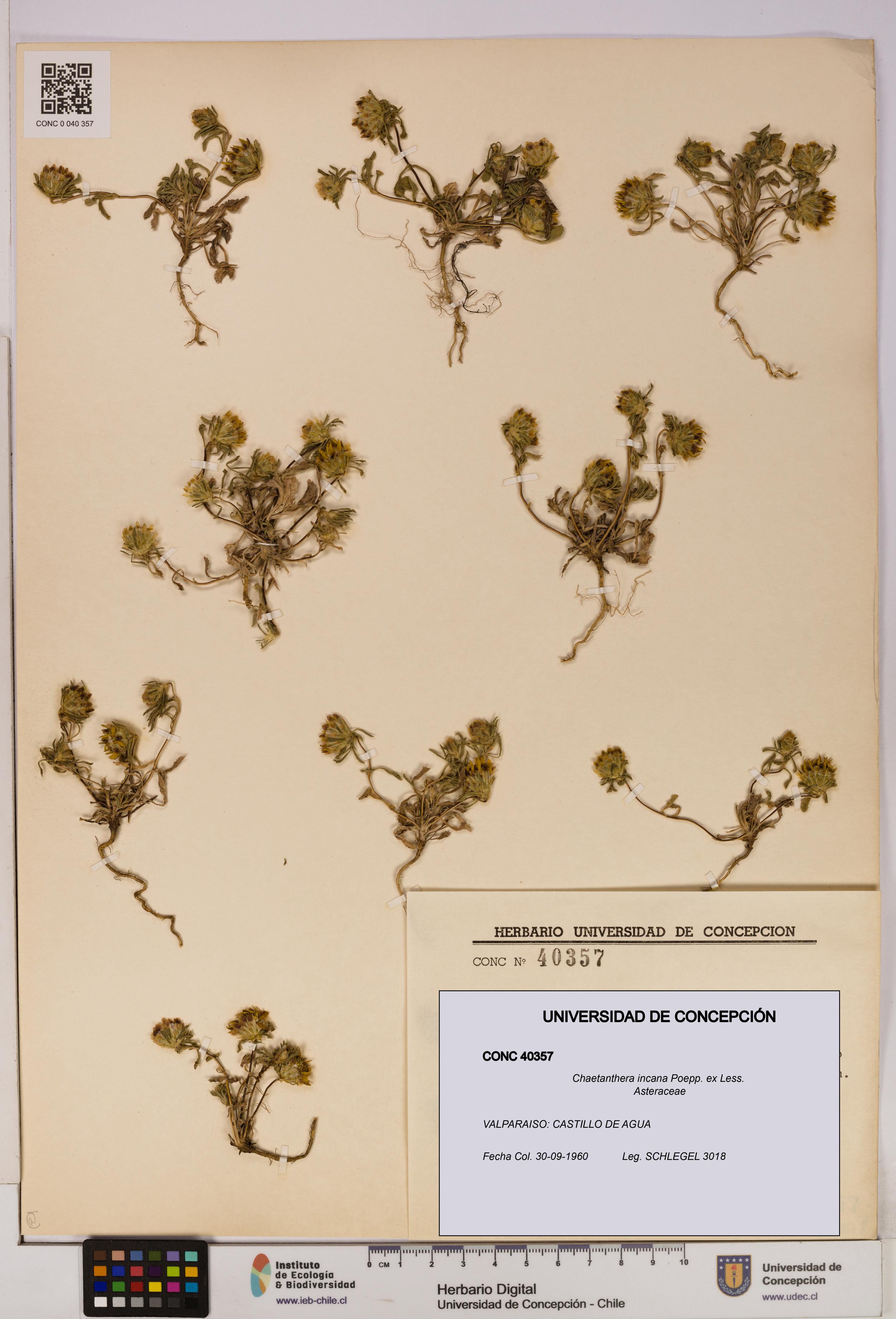 Chaetanthera incana [Espécimen: UDEC:CONC:0040357]